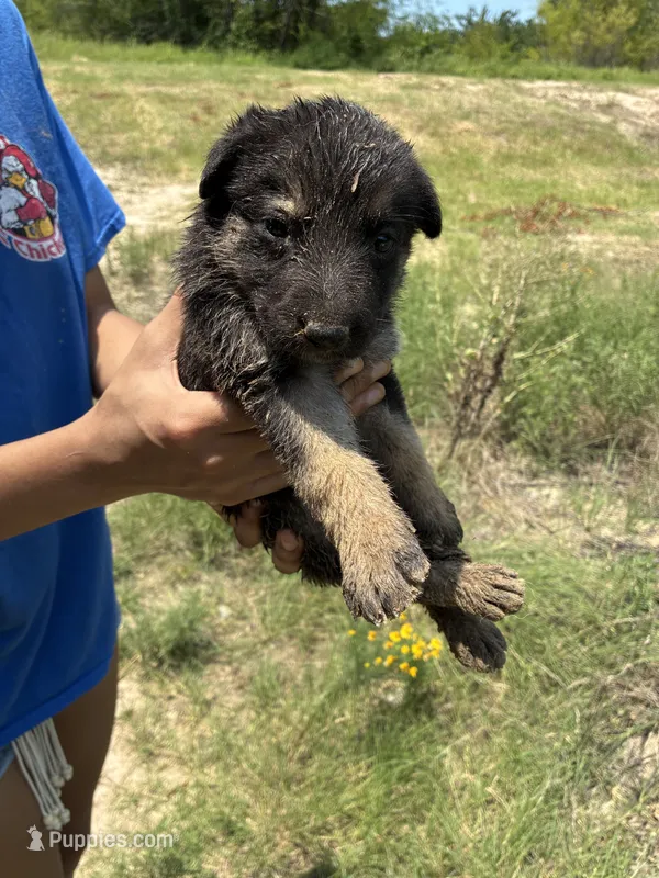 Female – German Shepherd Dog puppy for sale in Checotah, OK