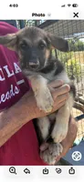 AKC Female, a female German Shepherd Dog for sale in Checotah, OK – 9 of 10