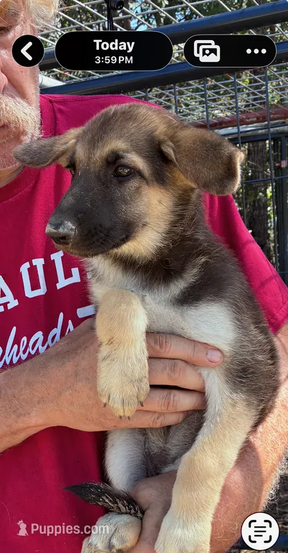 AKC Female – German Shepherd Dog puppy for sale in Checotah, OK