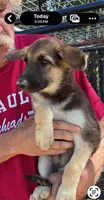 AKC Female, a female German Shepherd Dog for sale in Checotah, OK – 1 of 10