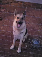AKC Female, a female German Shepherd Dog for sale in Checotah, OK – 6 of 7