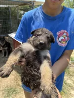 Female, a female German Shepherd Dog for sale in Checotah, OK – 2 of 2