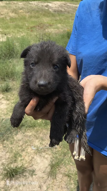 Male – German Shepherd Dog puppy for sale in Checotah, OK