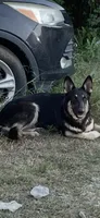 AKC Female, a female German Shepherd Dog for sale in Checotah, OK – 7 of 7