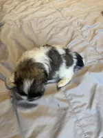 Girl 2, a female Shih Tzu for sale in Applegate, MI – 5 of 10