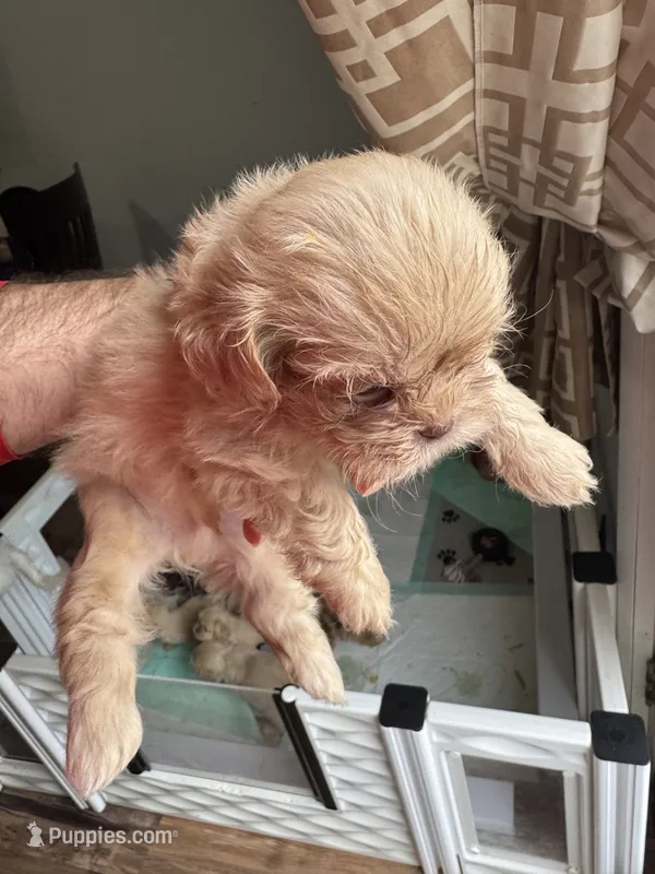 Boy 1  – Shih Tzu puppy for sale in Applegate, MI