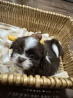 Sunny , a male Shih Tzu for sale in Applegate, MI – 3 of 10