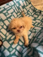 Girl 1 , a female Shih Tzu for sale in Applegate, MI – 3 of 7