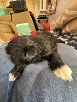AKC Chloe , a female Shih Tzu for sale in Applegate, MI – 5 of 10