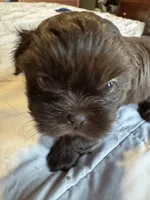 Chocolate Boy 1 , a male Shih Tzu for sale in Applegate, MI – 5 of 10