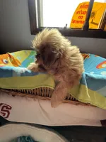 Caramel , a female Shih Tzu for sale in Applegate, MI – 6 of 10