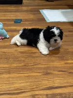 Fatboy , a male Shih Tzu for sale in Applegate, MI – 6 of 9