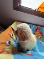 Theodore , a male Shih Tzu for sale in Applegate, MI – 2 of 10