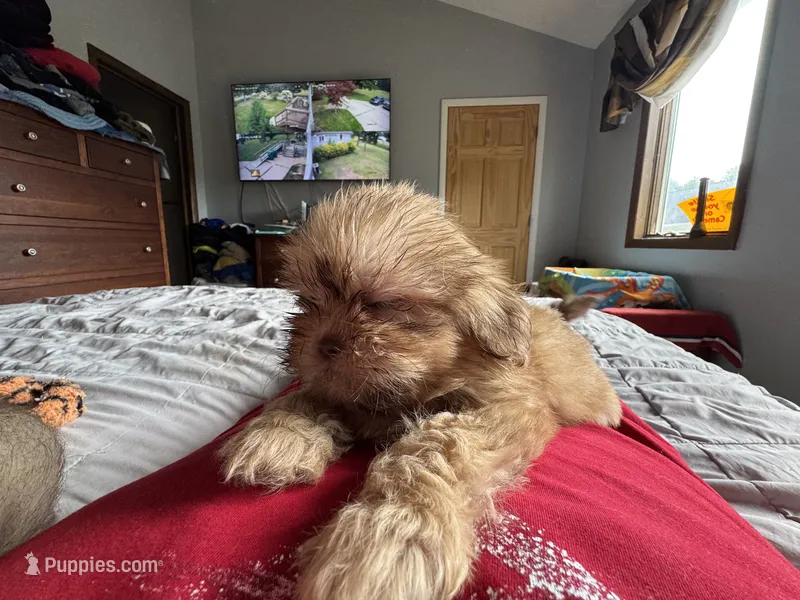 Girl 2 caramel  – Shih Tzu puppy for sale in Applegate, MI