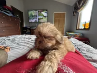 Caramel , a female Shih Tzu for sale in Applegate, MI – 1 of 10