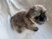 Finn, a male Shih Tzu for sale in Applegate, MI – Photo 6 of 10