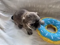 Finn, a male Shih Tzu for sale in Applegate, MI – Photo 4 of 10