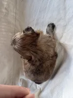 Finn, a male Shih Tzu for sale in Applegate, MI – Photo 8 of 10