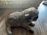 Finn, a male Shih Tzu for sale in Applegate, MI – Photo 3 of 10