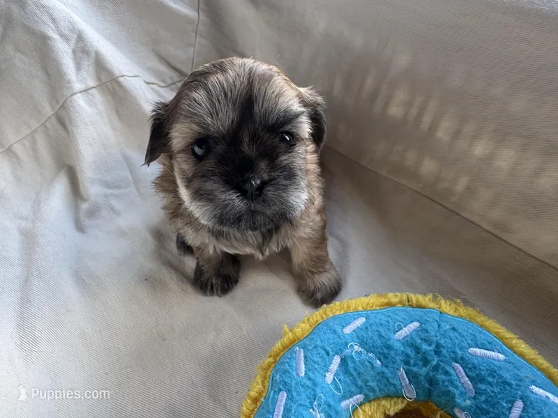 Finn – Shih Tzu puppy on hold in Applegate, MI