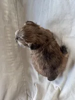 Finn, a male Shih Tzu for sale in Applegate, MI – Photo 10 of 10