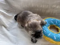 Finn, a male Shih Tzu for sale in Applegate, MI – Photo 5 of 10