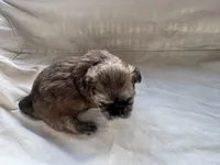 Finn, a male Shih Tzu for sale in Applegate, MI – Photo 9 of 10