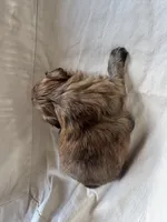 Finn, a male Shih Tzu for sale in Applegate, MI – Photo 7 of 10