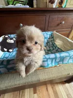 Boy 3 , a male Shih Tzu for sale in Applegate, MI – 2 of 6