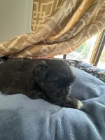 AKC Chloe , a female Shih Tzu for sale in Applegate, MI – 7 of 10