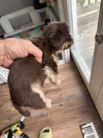 Chocolate boy 2 , a male Shih Tzu for sale in Applegate, MI – 2 of 2