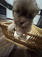 Luna, a female Shih Tzu for sale in Applegate, MI – 6 of 10