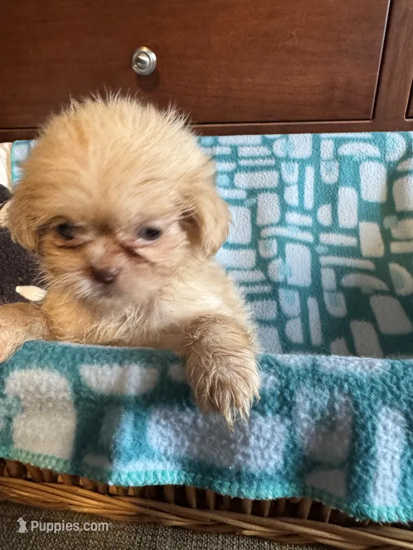 Girl 1  – Shih Tzu puppy for sale in Applegate, MI