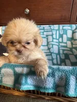 Girl 1 , a female Shih Tzu for sale in Applegate, MI – 1 of 7