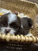 Sunny , a male Shih Tzu for sale in Applegate, MI – 6 of 10