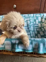 Girl 1 , a female Shih Tzu for sale in Applegate, MI – 4 of 7