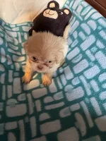 Girl 1 , a female Shih Tzu for sale in Applegate, MI – 7 of 7