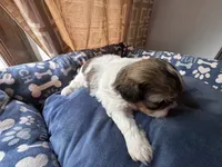 Boy 4 , a male Shih Tzu for sale in Applegate, MI – 3 of 4
