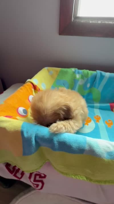 Caramel , a female Shih Tzu for sale in Applegate, MI – 10 of 10