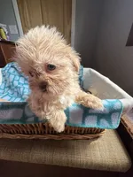 Girl 4 Starry , a female Shih Tzu for sale in Applegate, MI – 7 of 10