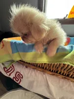 Bella , a female Shih Tzu for sale in Applegate, MI – 1 of 10