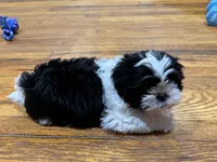 Fatboy , a male Shih Tzu for sale in Applegate, MI – 3 of 9