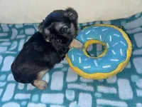 Girl 1 , a female Shih Tzu for sale in Applegate, MI – Photo 10 of 10