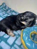 Girl 1 , a female Shih Tzu for sale in Applegate, MI – Photo 6 of 10