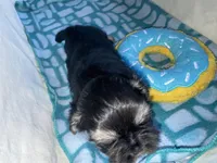 Girl 1 , a female Shih Tzu for sale in Applegate, MI – Photo 2 of 10