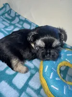 Girl 1 , a female Shih Tzu for sale in Applegate, MI – Photo 1 of 10