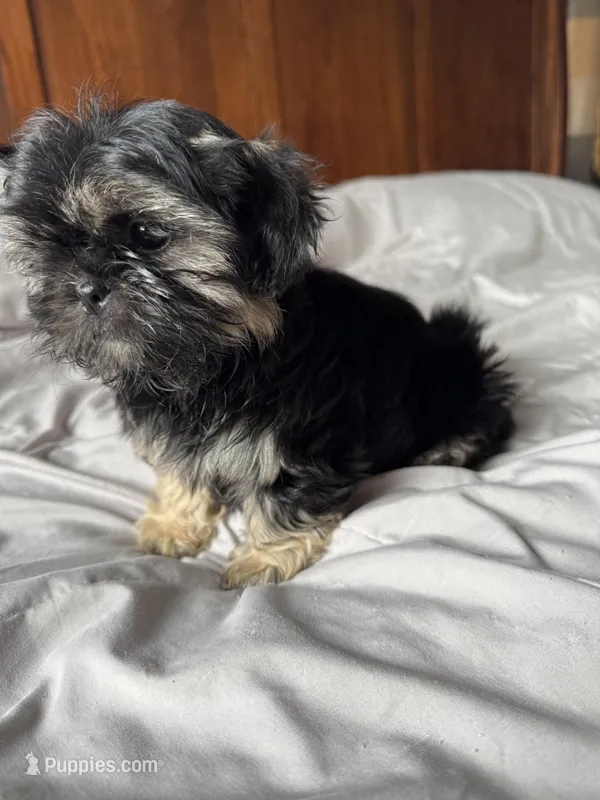Chanel  – Shih Tzu puppy for sale in Applegate, MI