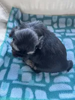 Girl 1 , a female Shih Tzu for sale in Applegate, MI – Photo 3 of 10