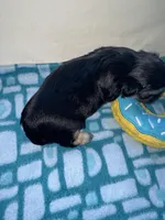 Girl 1 , a female Shih Tzu for sale in Applegate, MI – Photo 5 of 10