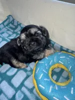 Girl 1 , a female Shih Tzu for sale in Applegate, MI – Photo 4 of 10